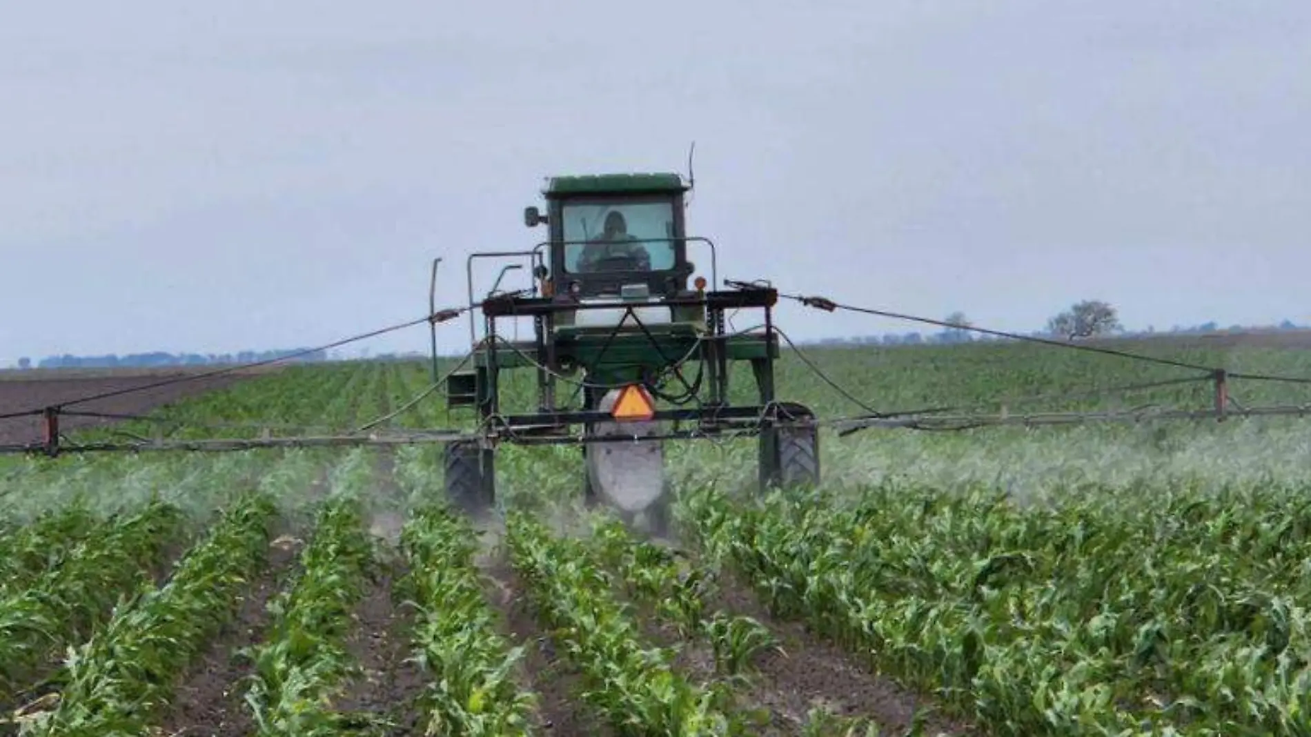 Con antincogelantes agricultores protegen el maíz contra el frente frñio 27 